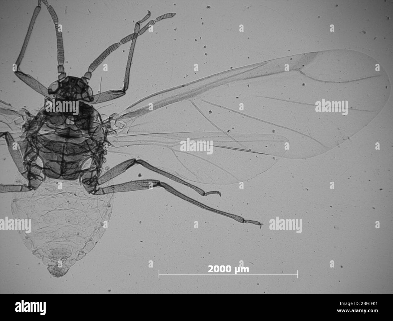 Prociphilus pergandei. 7 octobre 20151 Banque D'Images