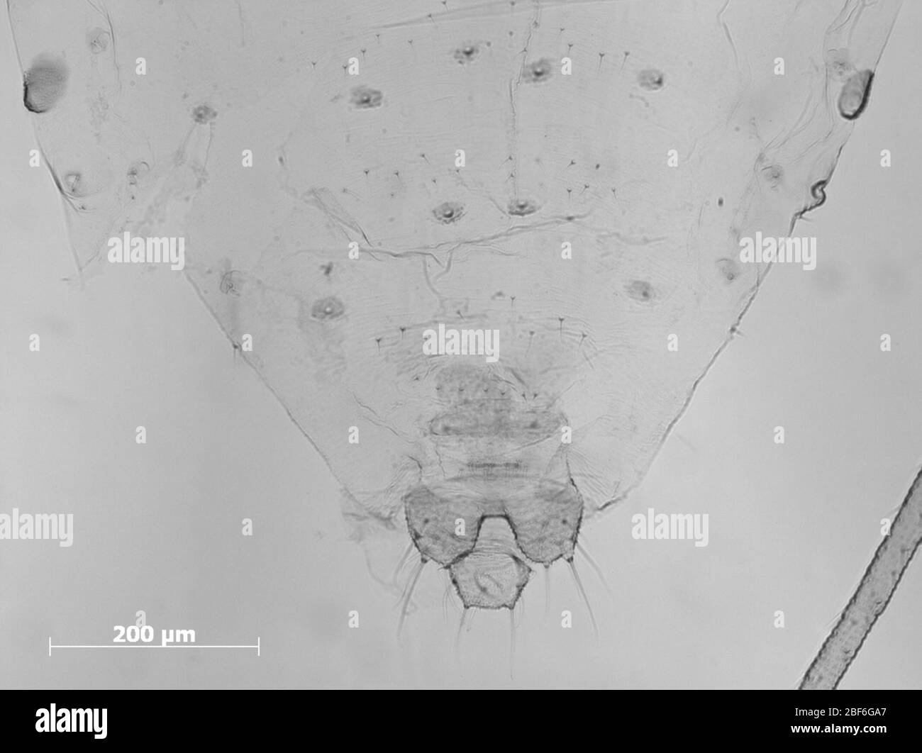 Monellia nigropunctata. 7 octobre 20151 Banque D'Images