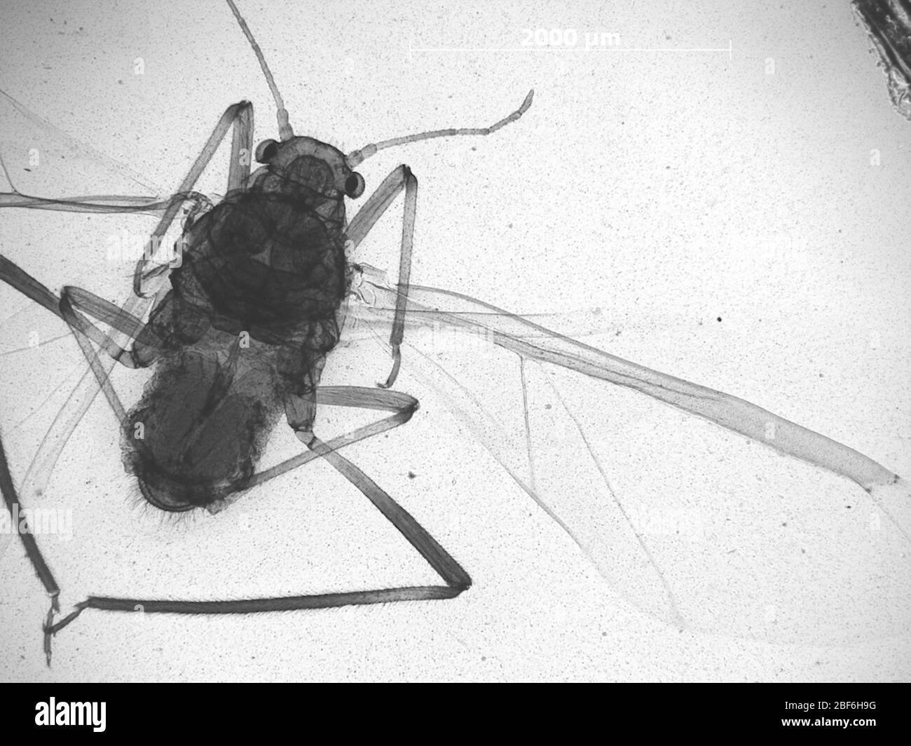 CINARA pseudotaxifoliae. 7 octobre 20151 Banque D'Images