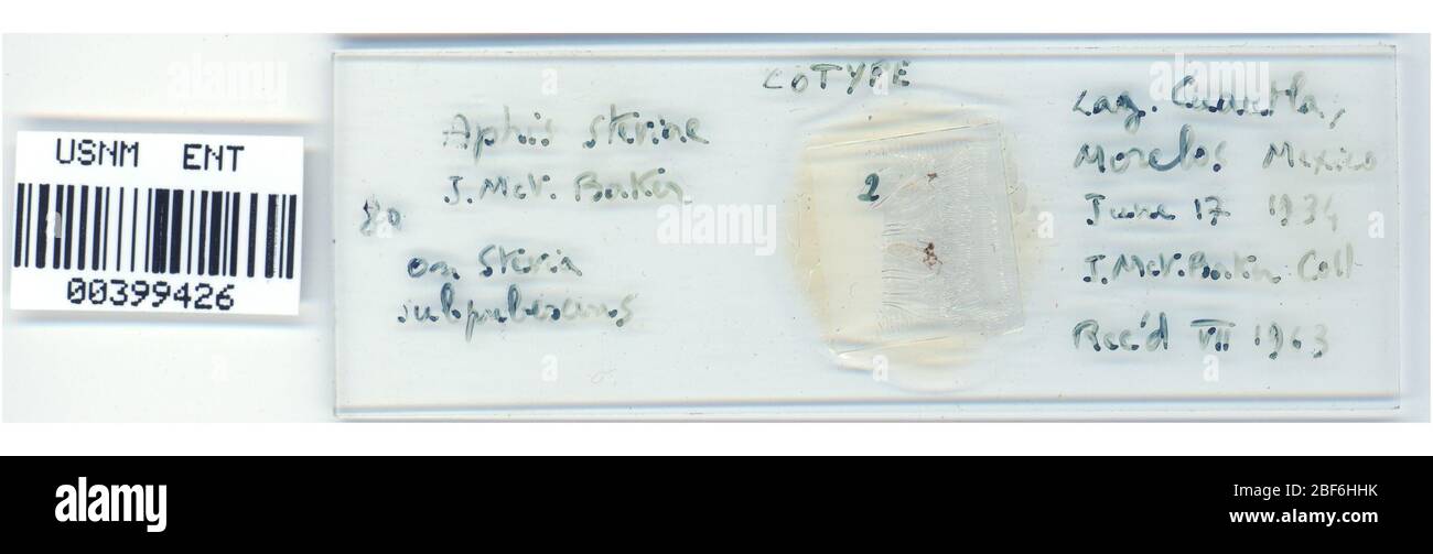 APHIS steviae. 7 octobre 20151 Banque D'Images
