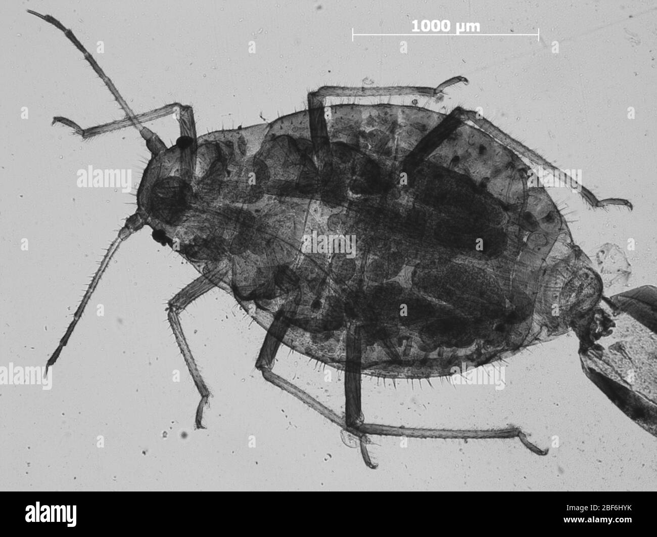 Symydobius macrostachyae. 7 octobre 20151 Banque D'Images