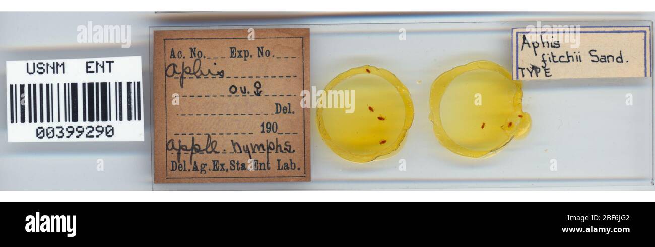 APHIS fitchii. 7 octobre 20151 Banque D'Images