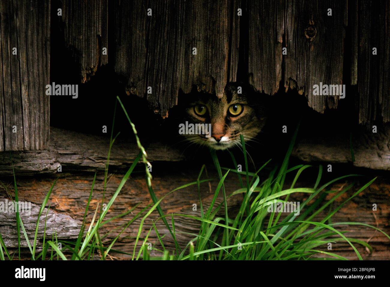 Le chat abyssinien Wilson avec ses beaux yeux, caché dans une grange. J'ai l'air un peu effrayé et solitaire. Banque D'Images