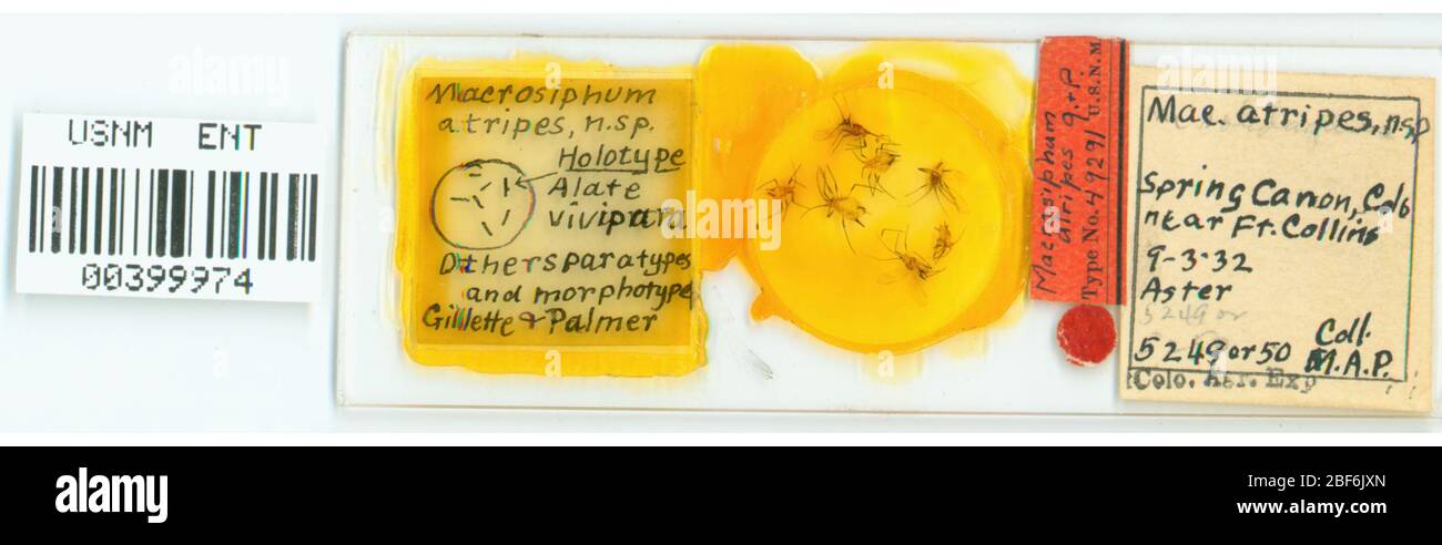 Oreillettes Macrosiphum. 7 octobre 20151 Banque D'Images