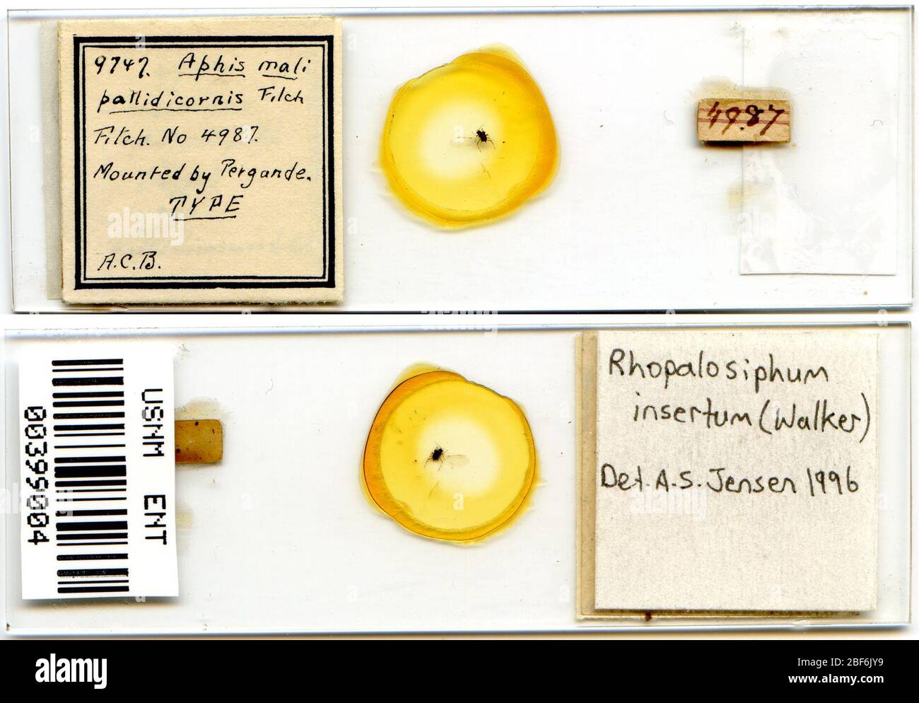 Insertion APHIS. 7 octobre 20151 Banque D'Images