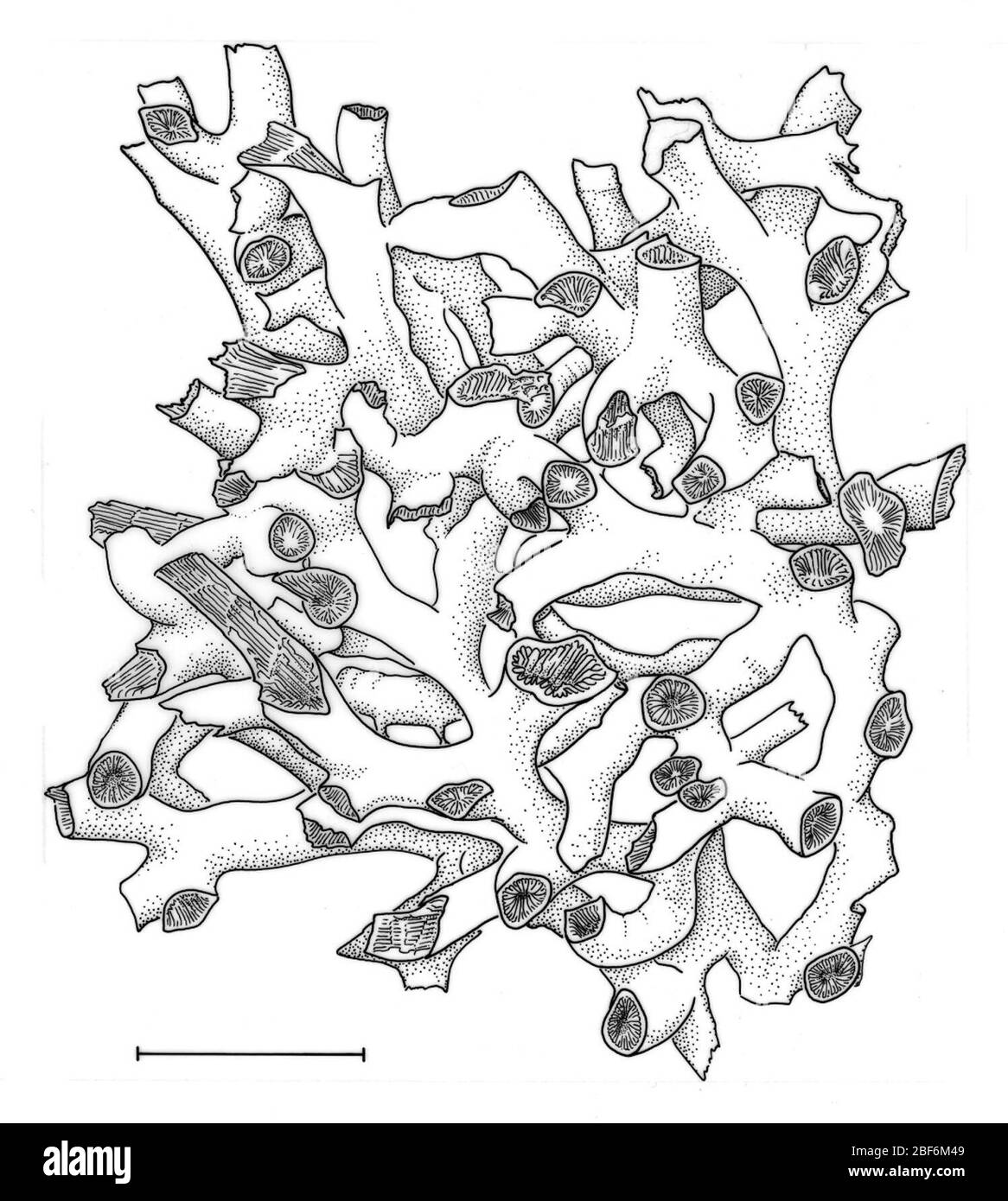 Solenosmilia variabilis. 13 sept. 201813461 Banque D'Images