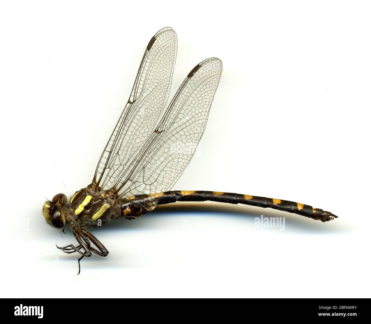 Cordulegaster dorsalis. 19 mai 20161 Banque D'Images