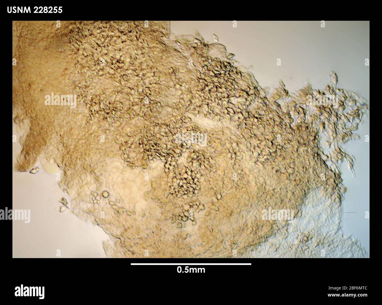 Gongylophysema asetosum. 23 septembre 2013 30-17 Banque D'Images