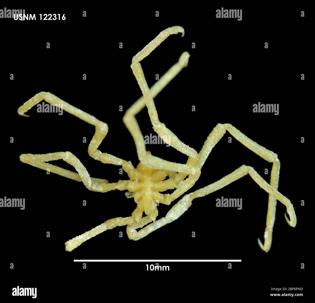 Austroraptus juvenilis. 8 déc 2016281 Banque D'Images