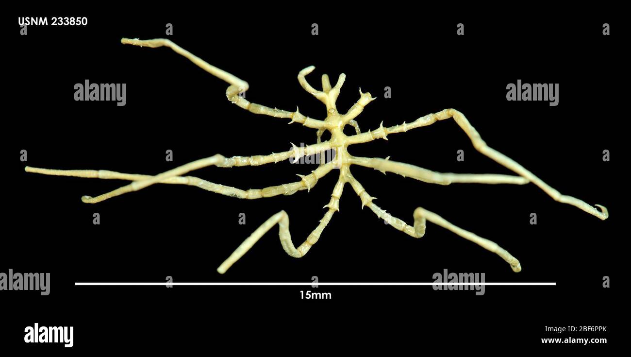Gracilipes Banque de photographies et d’images à haute résolution Alamy