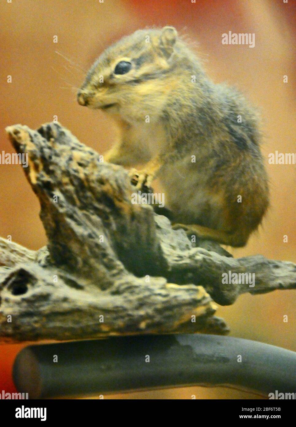 Tamias striatus. 19 août 20141 Banque D'Images