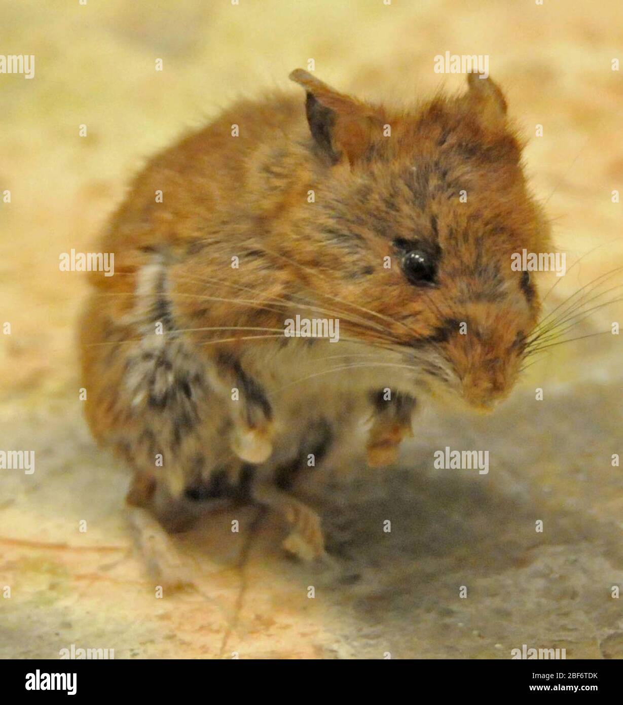 Peromyscus maniculatus. 19 août 20141 Banque D'Images