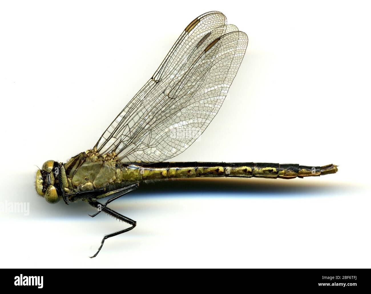 Gomphus furcifer. 19 mai 20161 Banque D'Images