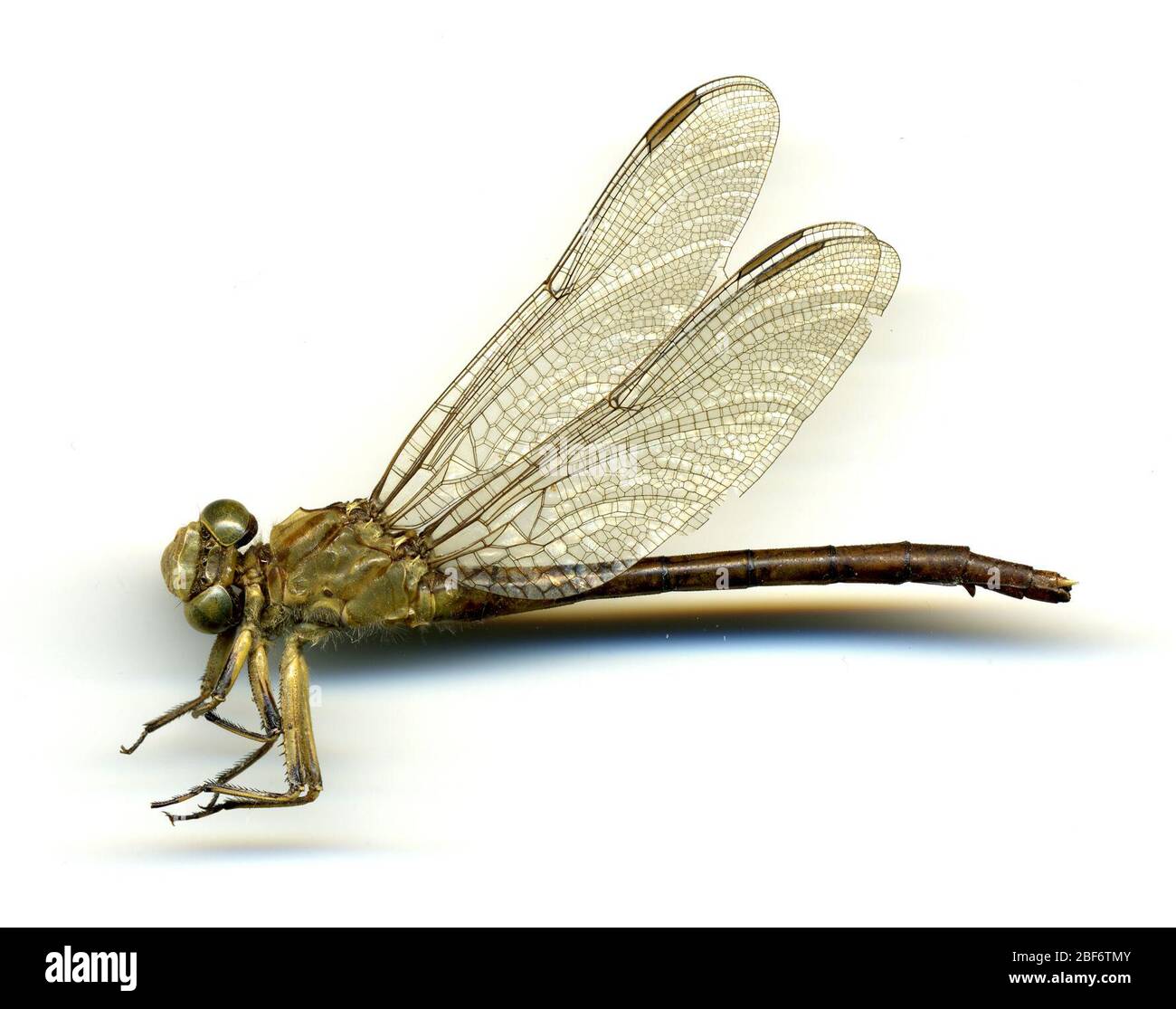 Gomphus submediaanus. 20 mai 20161 Banque D'Images