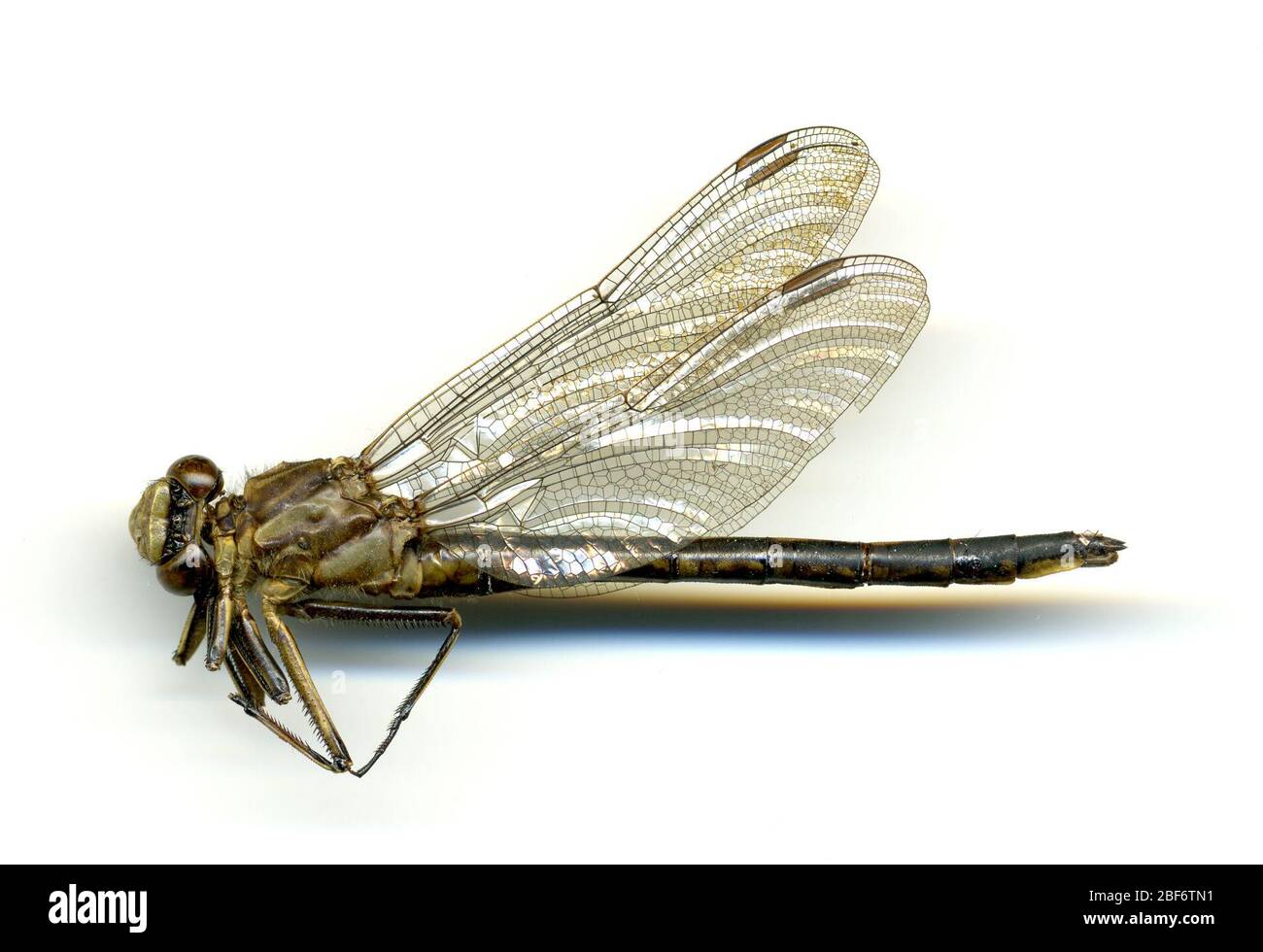 Gomphus spicatus. 20 mai 20161 Banque D'Images