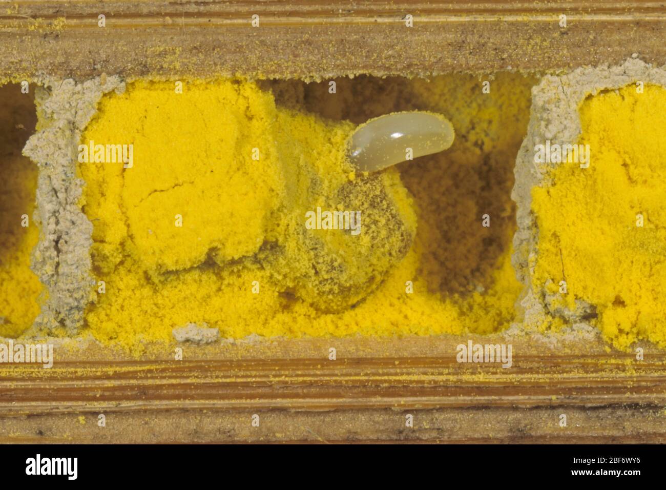 Abeille maçon rouge (Osmia rufa, Osmia bicornis), vue transversale d'un tube de reproduction avec oeuf et pollen, Allemagne Banque D'Images