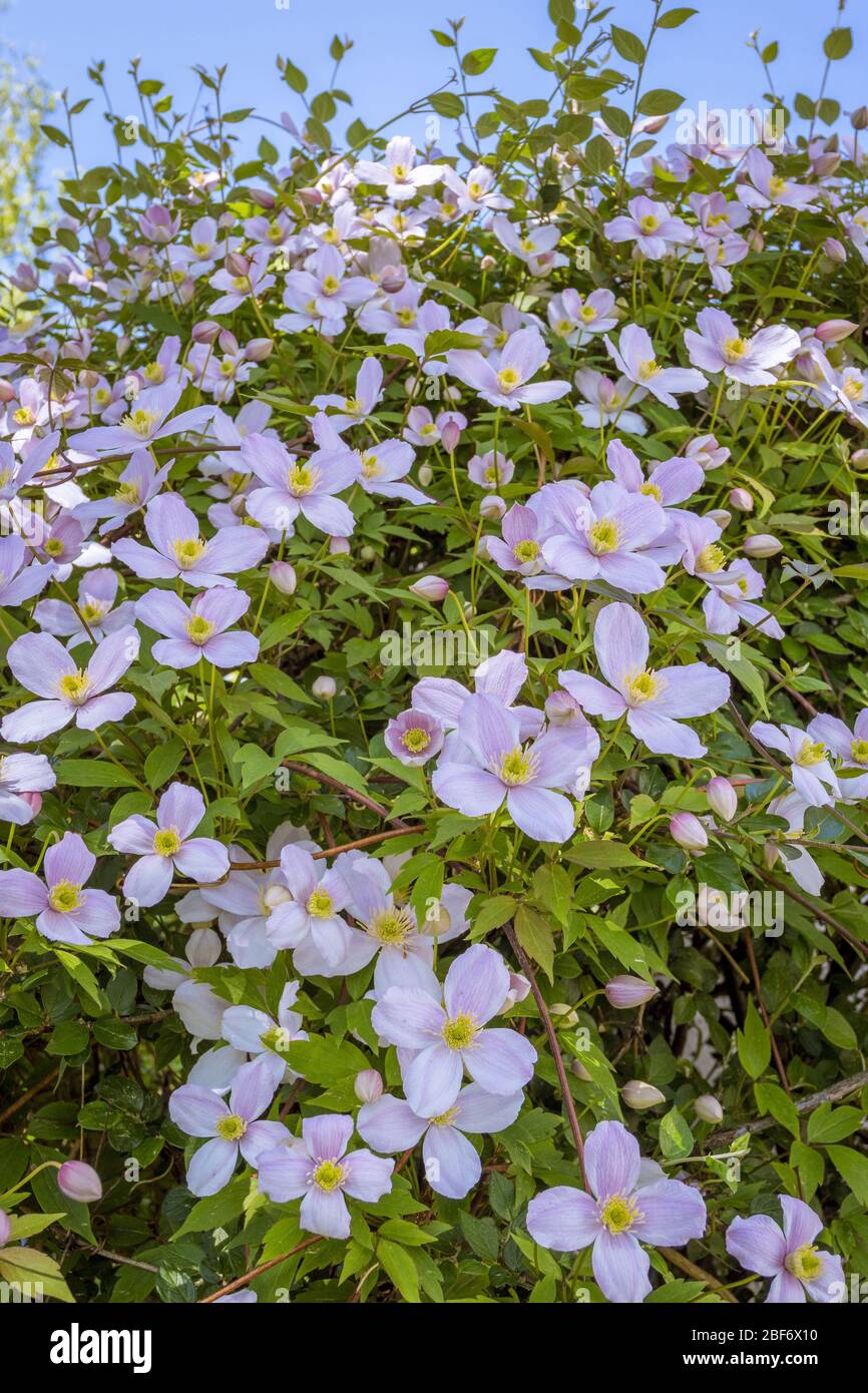 virgin-Bower (Clematis spec.), floraison Banque D'Images