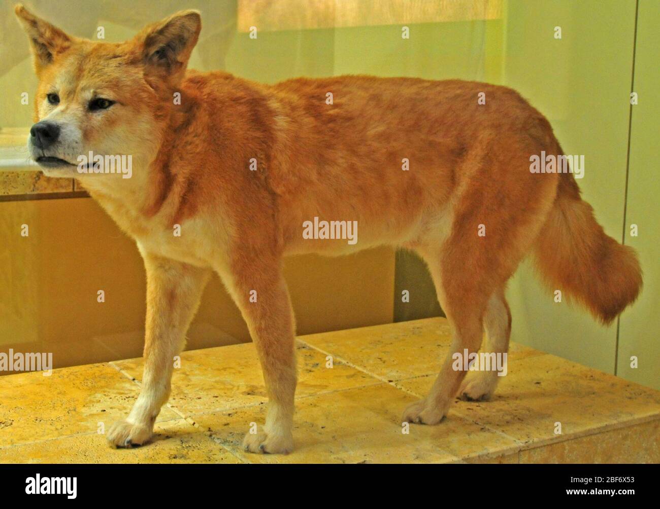 Canis familiaris. Race : Dingo, « Clyde ». Peau exposée dans le Behring Family Hall of Mammals (novembre 2003 - ) pièce : un StoryÉduction 19 mars 20201 Banque D'Images