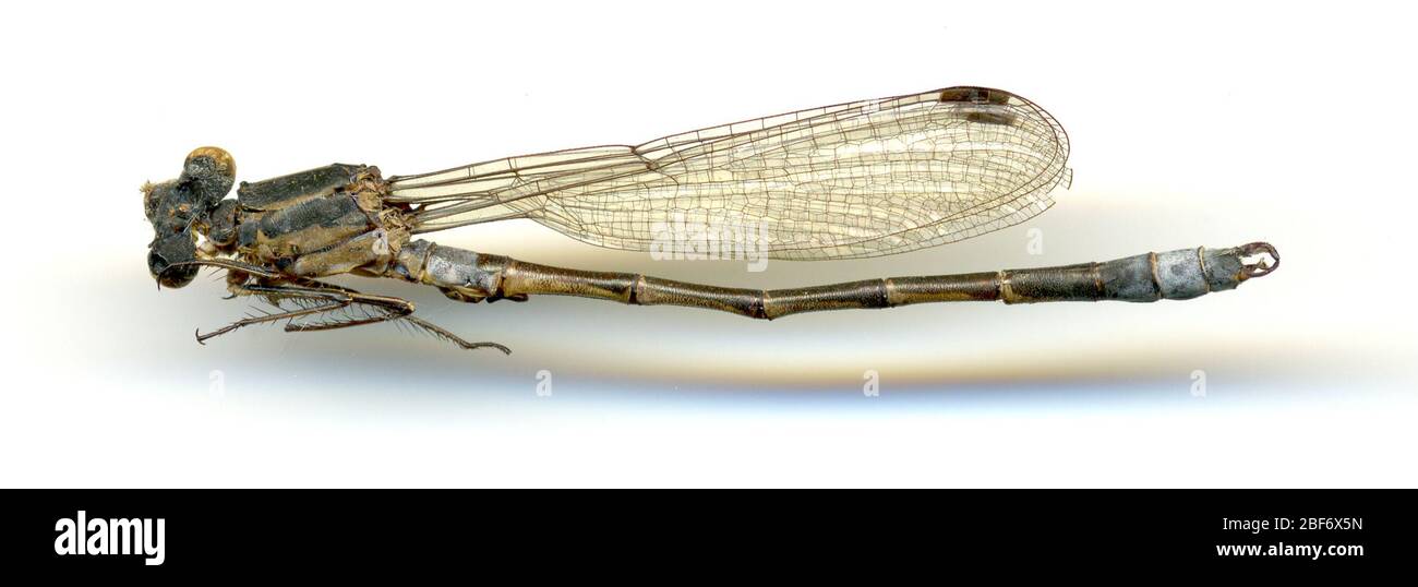 Lestes stultus. 20 mai 20161 Banque D'Images