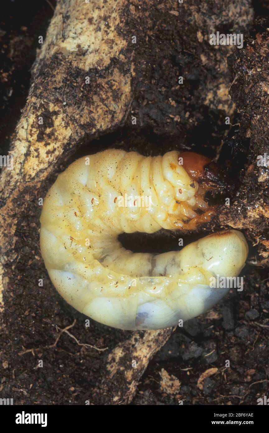 Coléoptère du cerf, coléoptère européen du cerf (Lucanus cervus), larve d'un coléoptère du cerf, Allemagne Banque D'Images