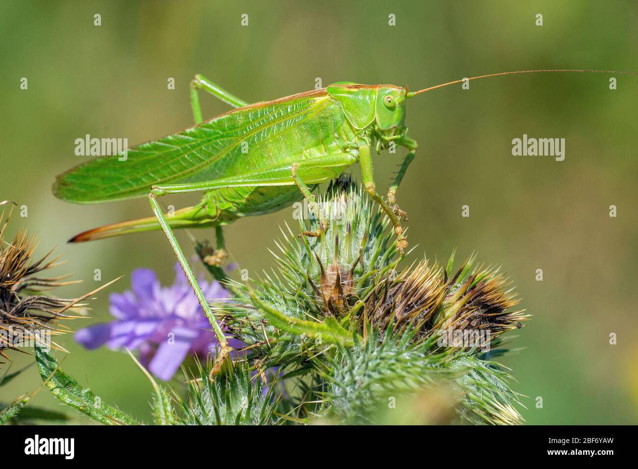 Grand Bush-Cricket vert, Green Bush-Cricket (Tettigonia viridissima), femme, Allemagne, Bade-Wuerttemberg, Naturachutzgebiet Fliegenberg Banque D'Images