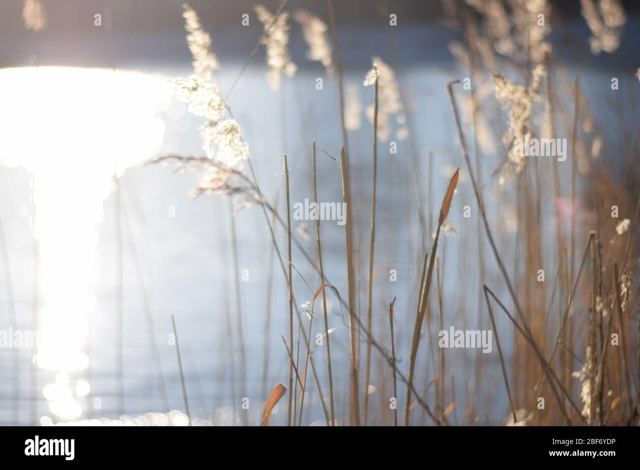 Capture du soleil et de la lumière d'une tige en hiver vent Banque D'Images