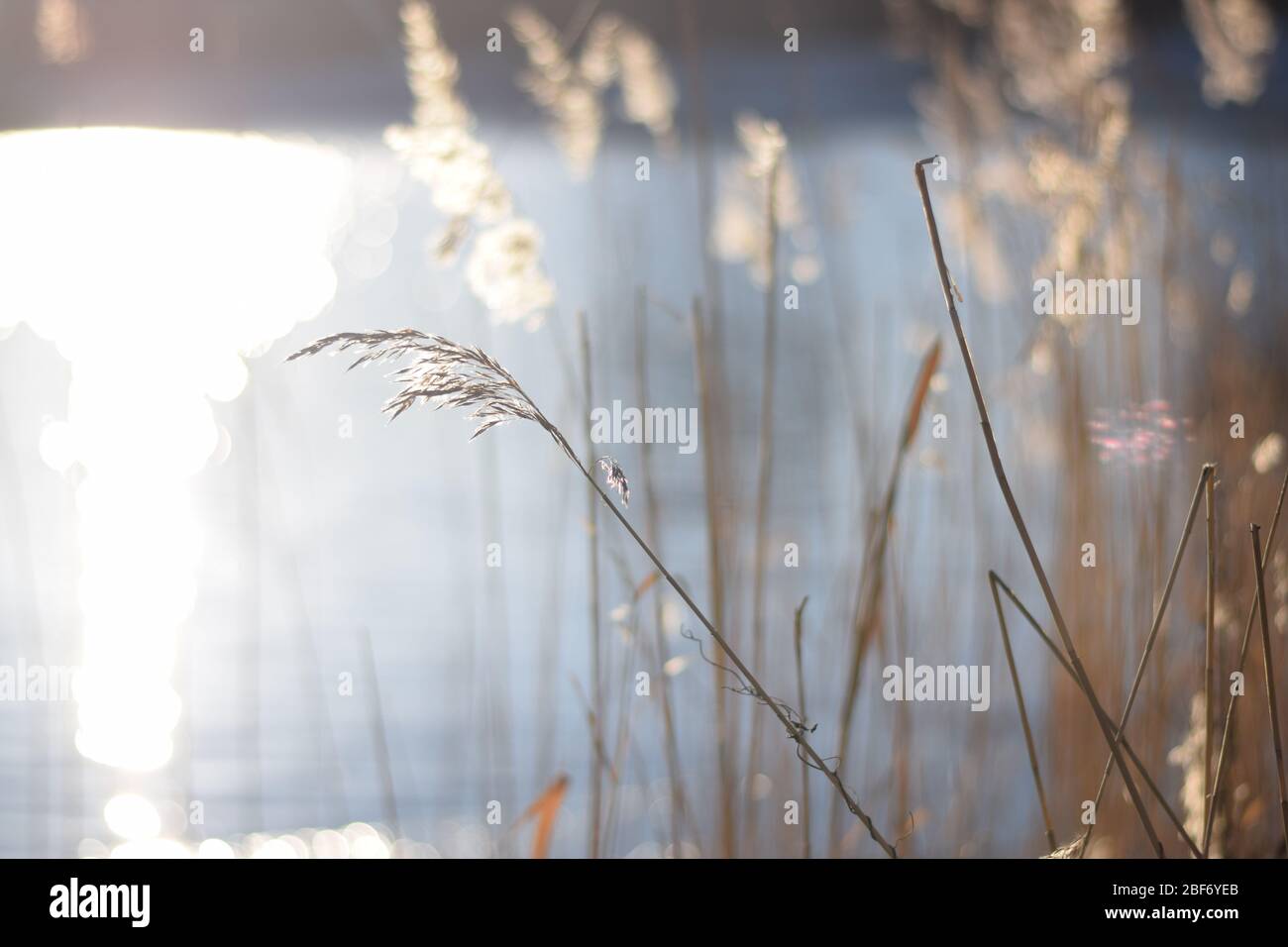 Capture du soleil et de la lumière d'une tige en hiver vent Banque D'Images