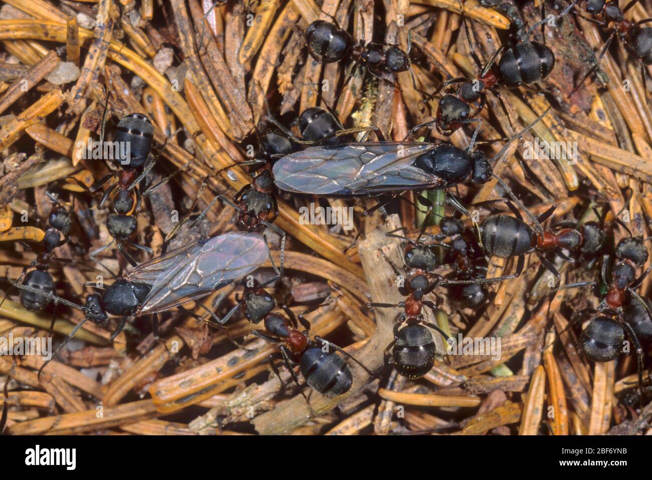Bois ant (Formica rufa), travailleurs avec des mâles ailées, Allemagne Banque D'Images