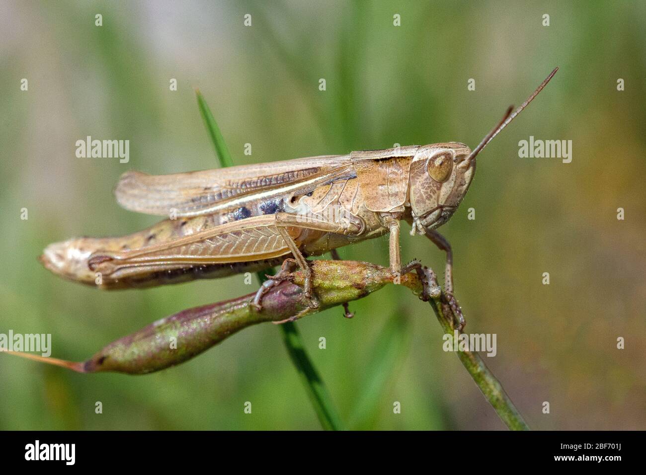 Sauterelle de champ, sauterelle de champ commune (Chorthippus brunneus, Glyptobothrus brunneus, Chorthippus bicolor, Stauroderus brunneus), est assise sur une pode, Allemagne, Bade-Wuerttemberg Banque D'Images