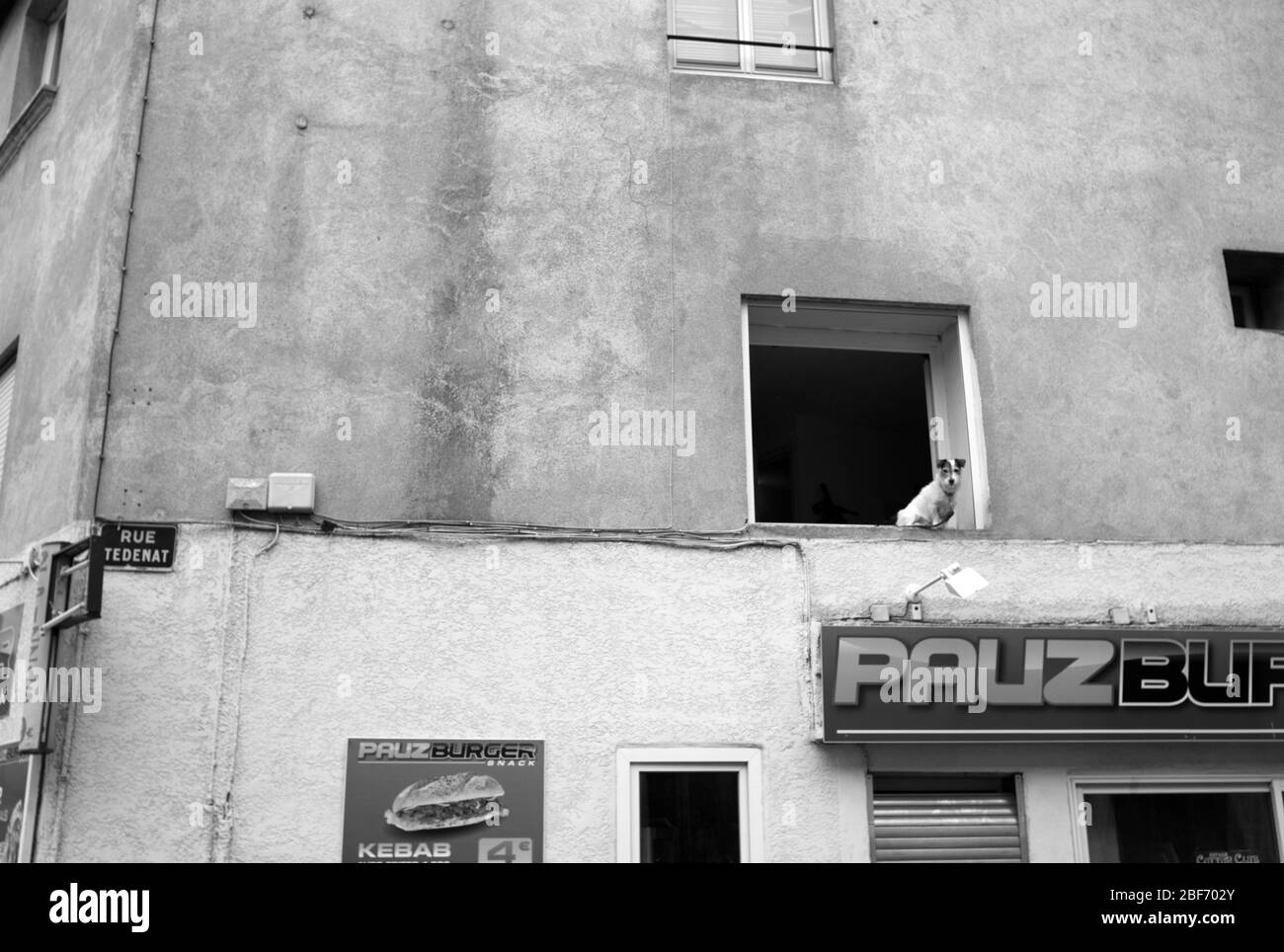 Chien à la fenêtre, rue Tedenat, Nîmes, France Banque D'Images