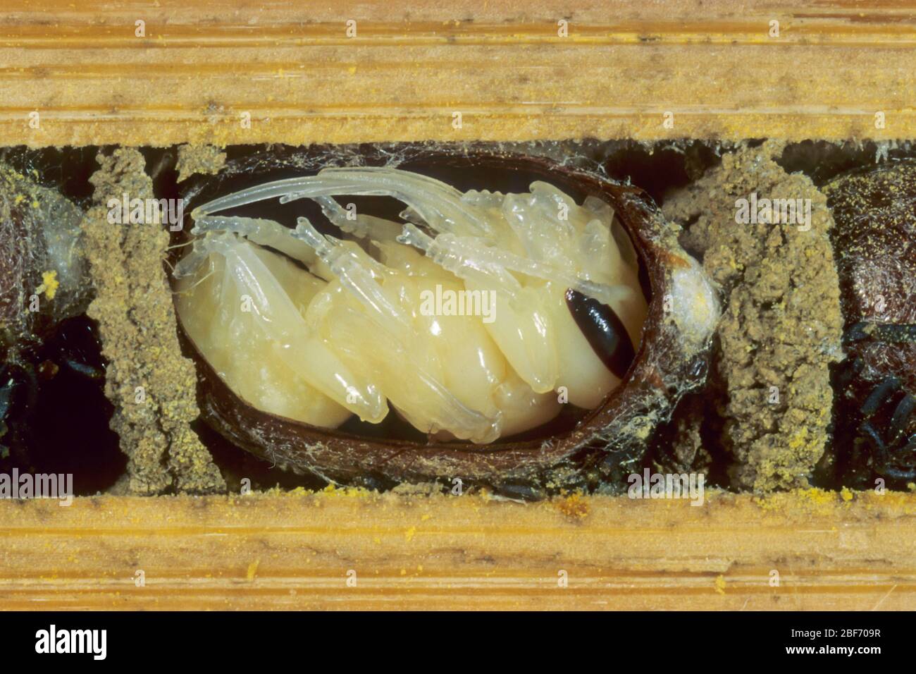 Abeille maçon rouge (Osmia rufa, Osmia bicornis), vue transversale d'un tube de reproduction avec pupa, Allemagne Banque D'Images