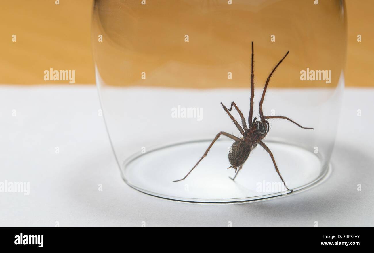 Spider de la Maison géante (Tegenaria Duellica aussi connu sous le nom de Tegenaria gigantea) piégée dans un verre avant d'être libéré à l'extérieur Banque D'Images