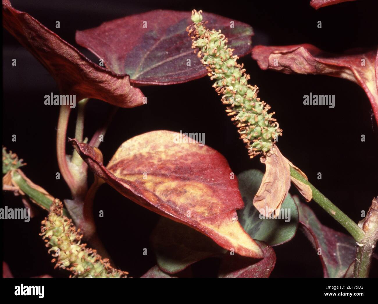 Plante pelée d'orange à fleurs, Houttuynia cordata 'Chameleon' Banque D'Images