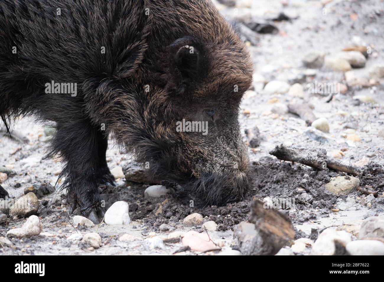 Hambourg, Allemagne. 27 février 2020. Un sanglier (Sus scrofa) burrows avec son museau dans le sol pour la nourriture. Crédit: Jonas Walzberg/dpa/Alay Live News Banque D'Images
