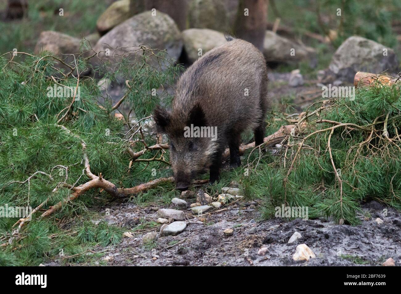 Hambourg, Allemagne. 27 février 2020. Un sanglier (Sus scrofa) traverse la région dans la réserve de jeux de Klövensteen. Crédit: Jonas Walzberg/dpa/Alay Live News Banque D'Images