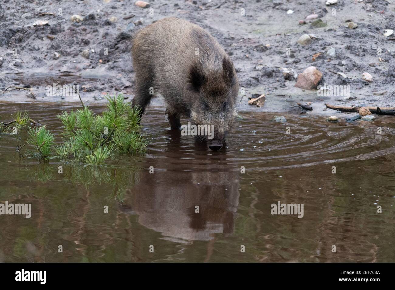 Hambourg, Allemagne. 27 février 2020. Un sanglier (Sus scrofa) longe un cours d'eau dans la réserve de jeux de Klövensteen. Crédit: Jonas Walzberg/Dpa/Alay Live News Banque D'Images