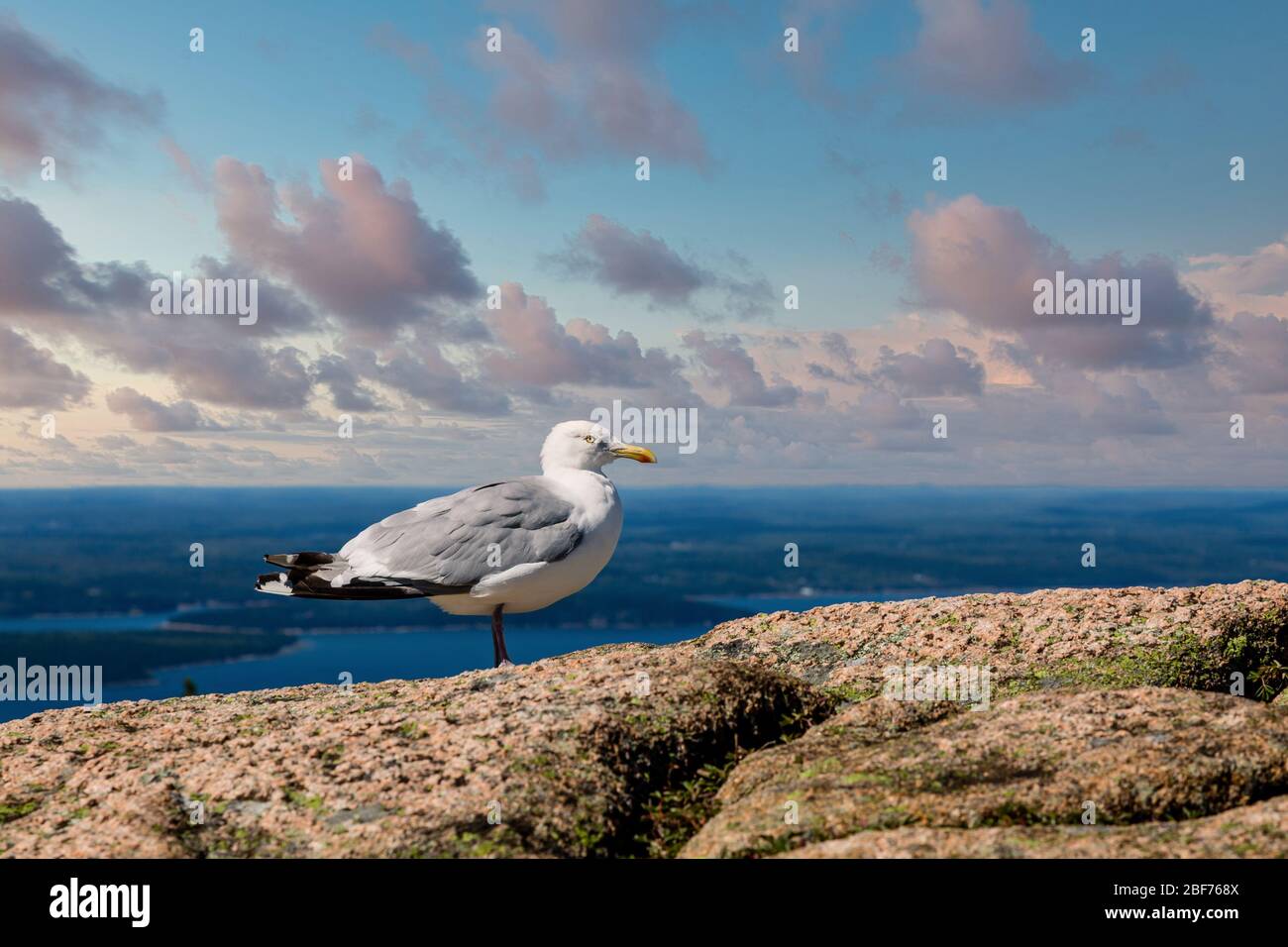 Seagull sur Boulders au-dessus du port du Maine Banque D'Images