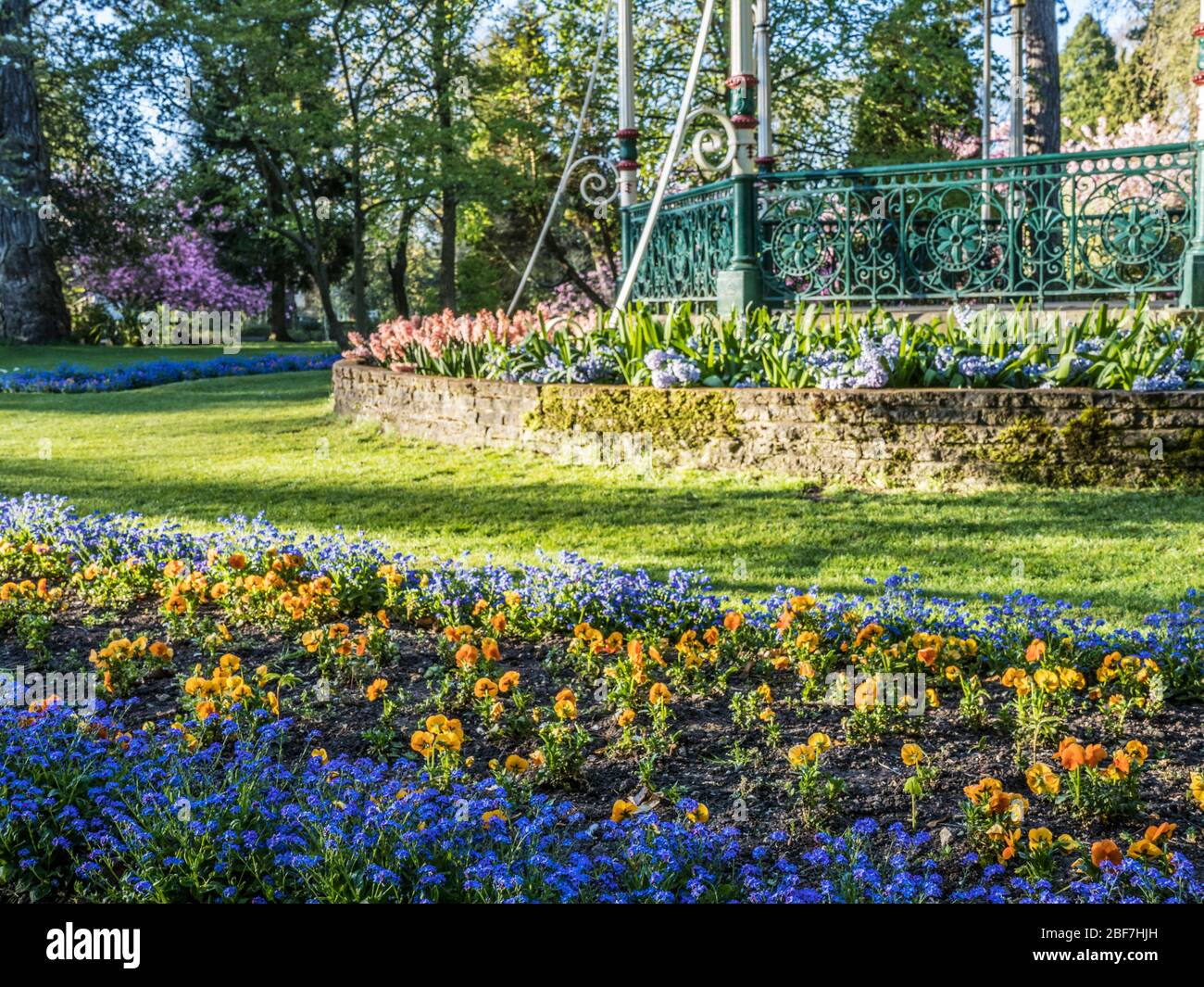 Literie de printemps dans un parc public anglais avec une partie d'un kiosque à musique victorienne en arrière-plan. Banque D'Images