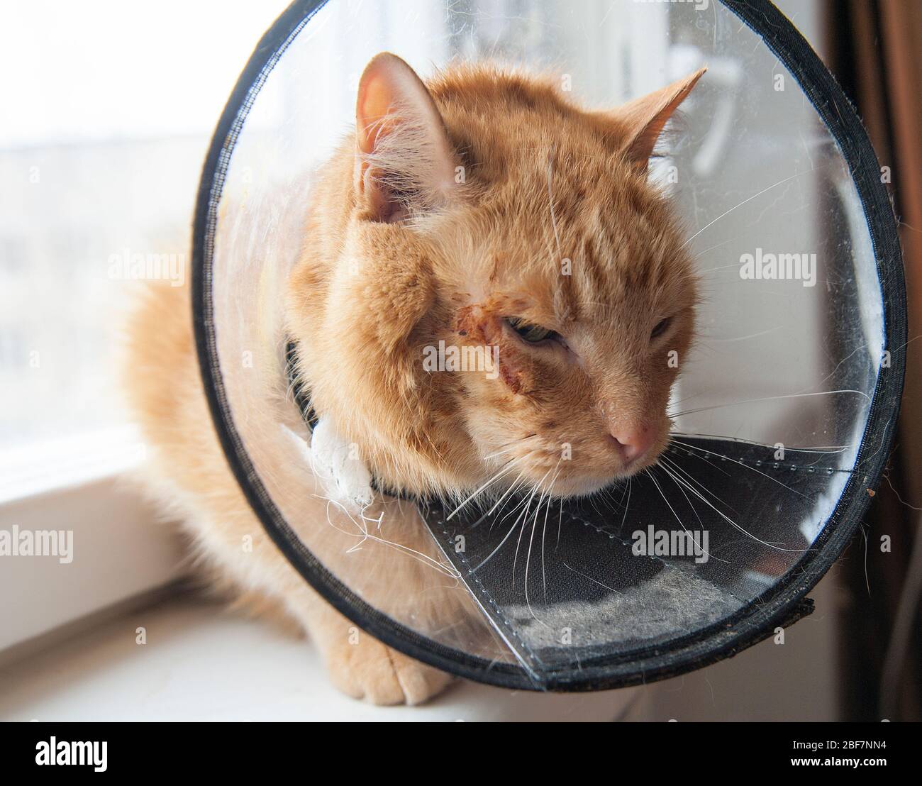 Chat rouge malade souffrant après la chirurgie et porte un collier de protection. Banque D'Images