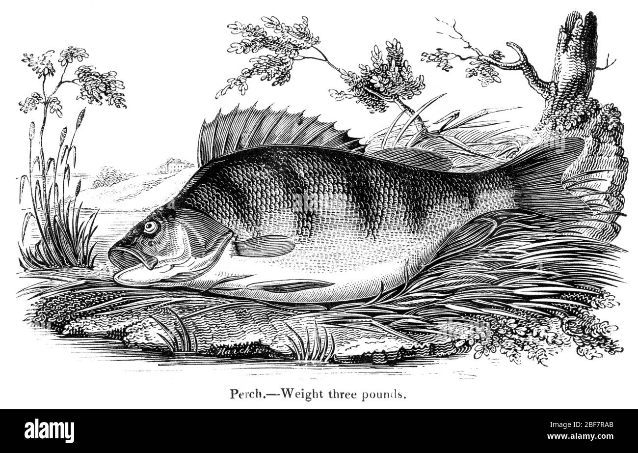 Gravure d'une perchaude de trois livres numérisée à haute résolution à partir d'un livre à pêche à la ligne imprimé en 1825. Cette image est considérée comme étant libre de tous les droits d'auteur. Banque D'Images