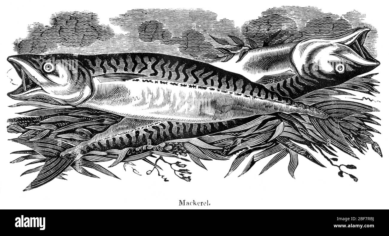 Gravure de maquereau numérisée à haute résolution à partir d'un livre de pêche imprimé en 1825. Cette image est considérée comme étant libre de tous les droits d'auteur . Banque D'Images