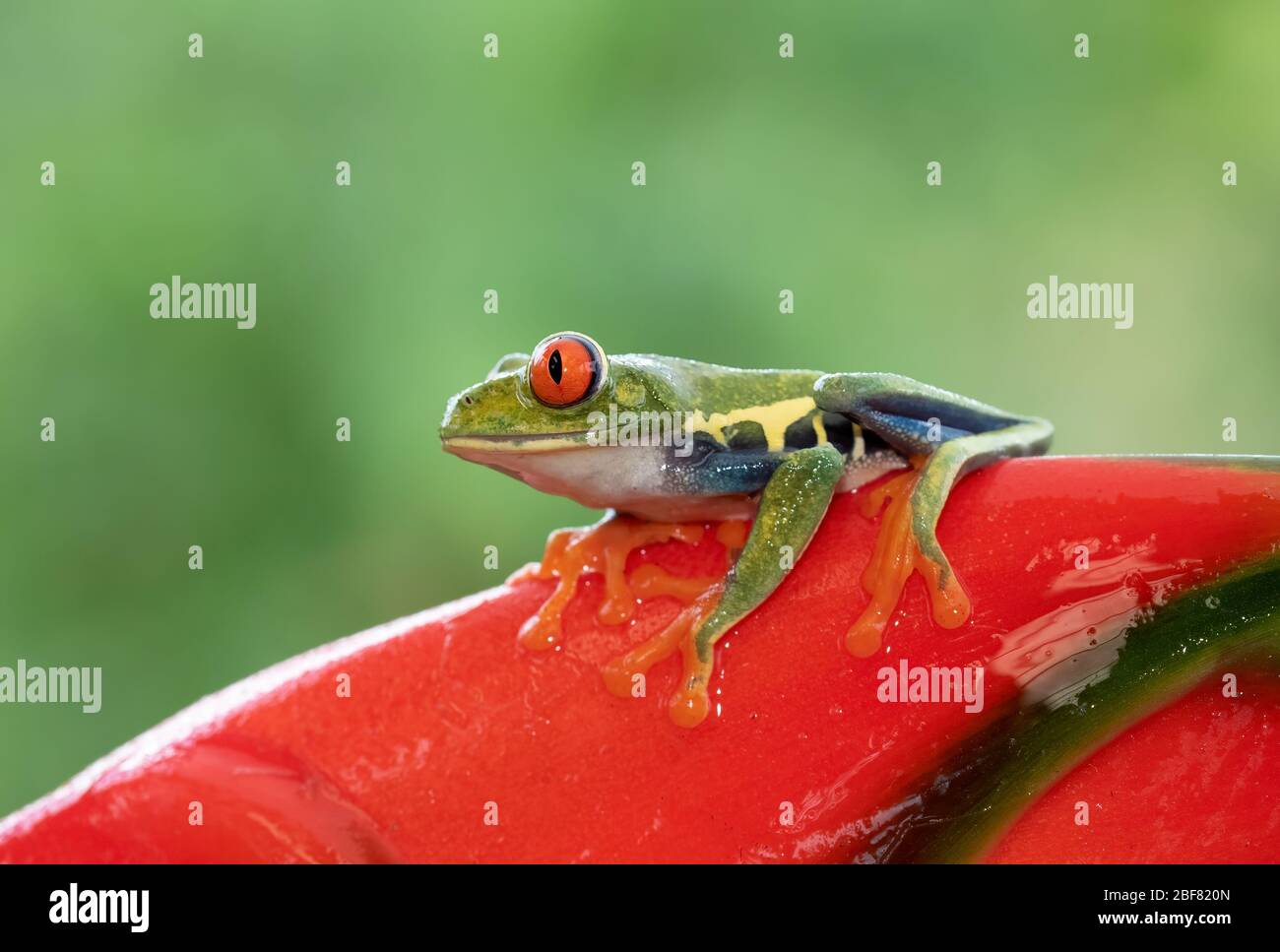 Grenouille des arbres à yeux rouges, Agalychnis callidryas assis sur une plante rouge, Costa Rica Banque D'Images