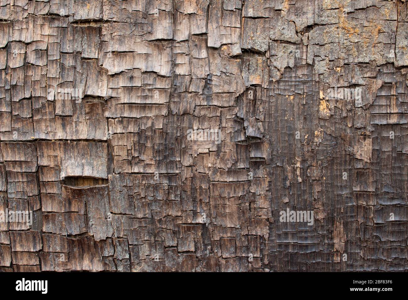 Gros plan sur la vieille texture de bois fissuré ancienne, peut être utilisé comme fond d'écran ou fond d'écran Banque D'Images