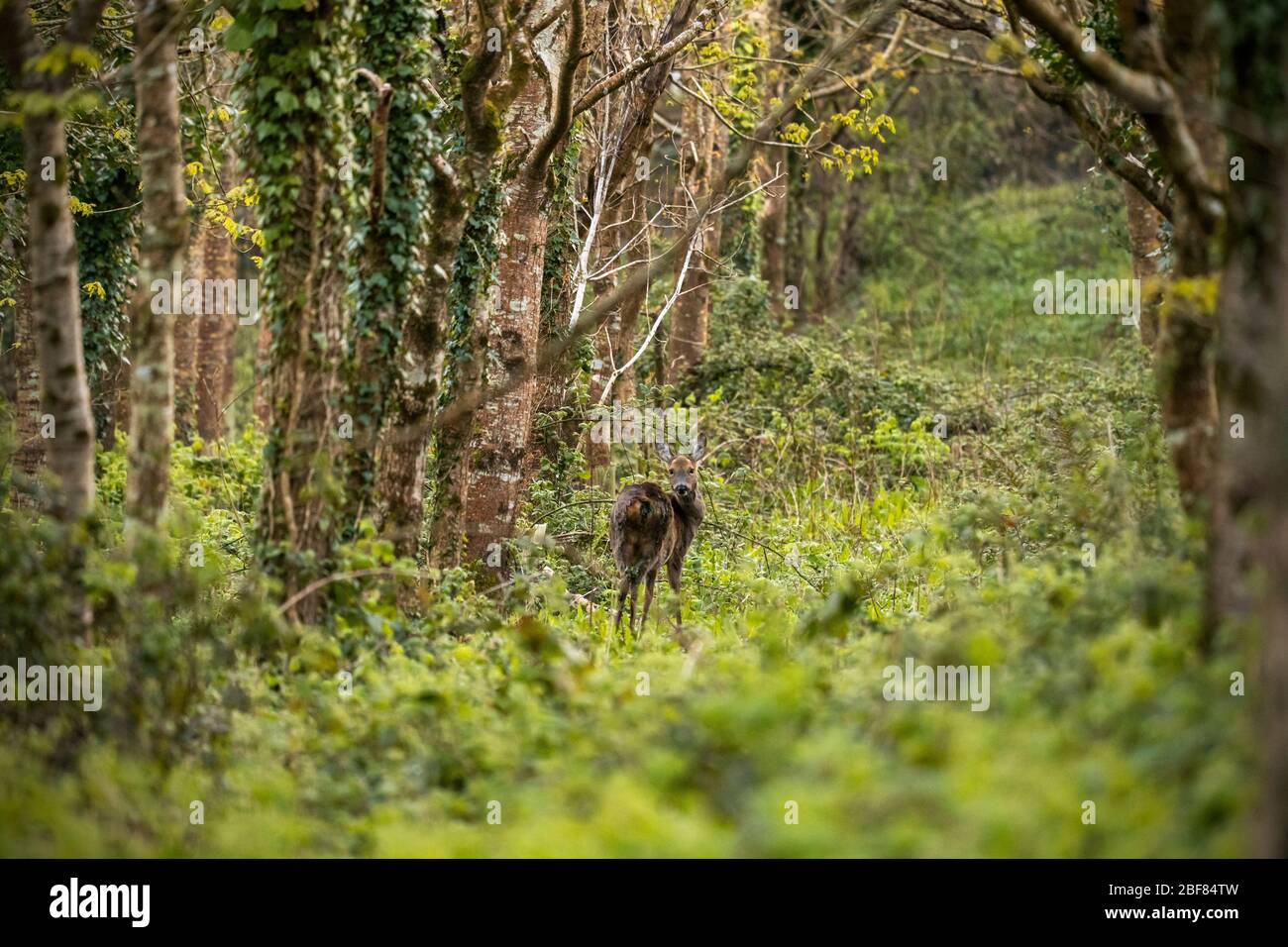 La femelle sauvage, Roe Deer, se tenait dans des bois sauvages entre les arbres. Banque D'Images