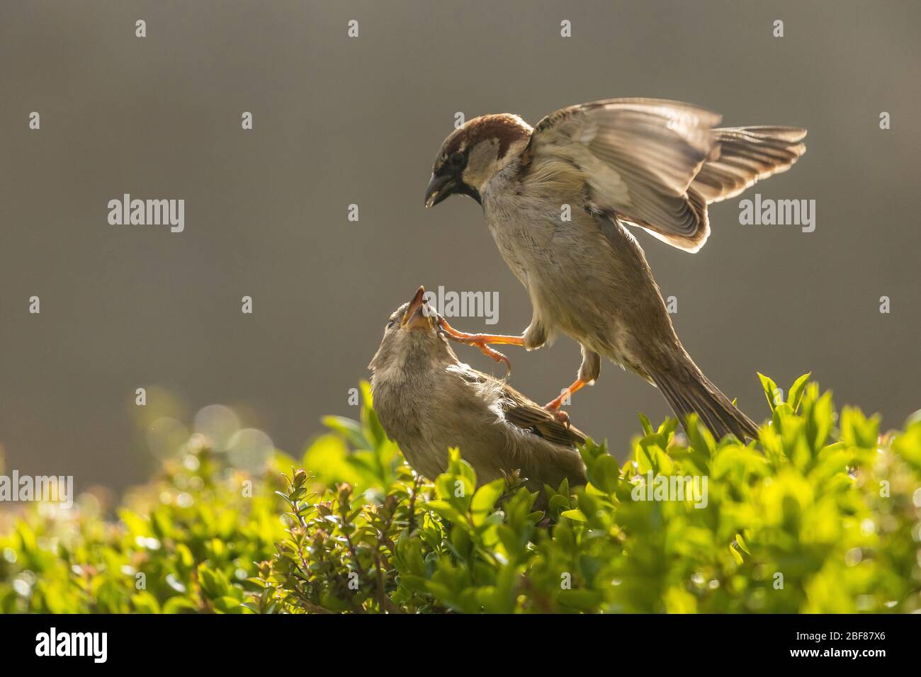 Maison masculine sparrow essayer de s'accoupler avec la femme sur les buissons verts rétroéclairé par le soleil du matin. Banque D'Images