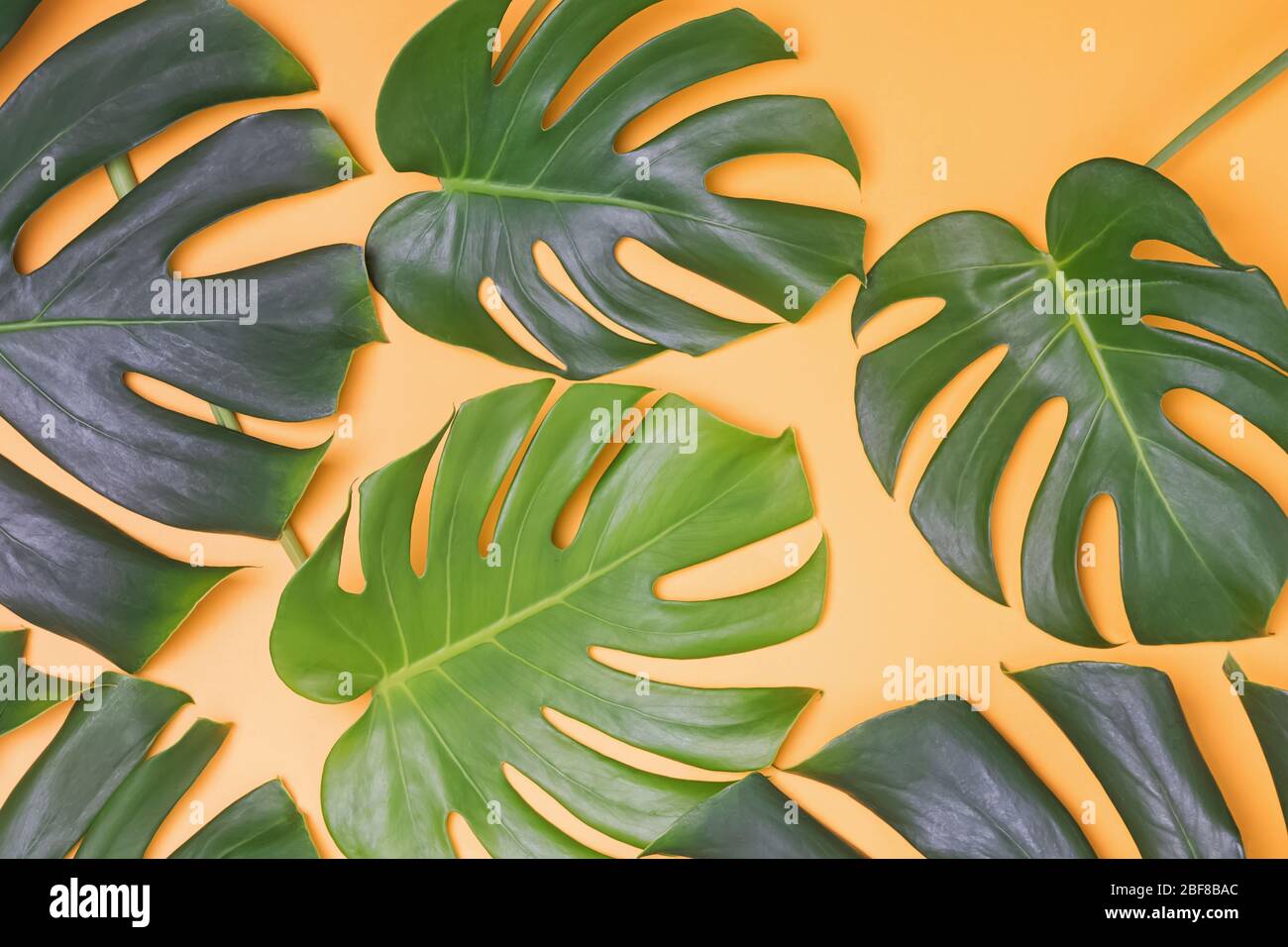 Monstera quitte sur fond jaune, été Banque D'Images