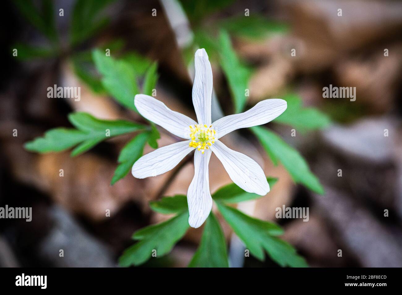 Anemone dans les bois Banque D'Images