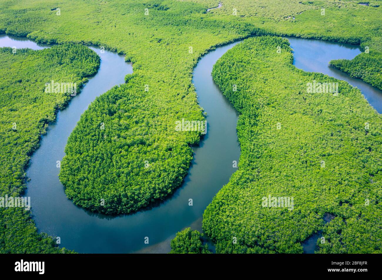 Vue aérienne de la forêt tropicale amazonienne au Brésil, en Amérique du Sud. Forêt verte. Vue sur les oiseaux. Banque D'Images