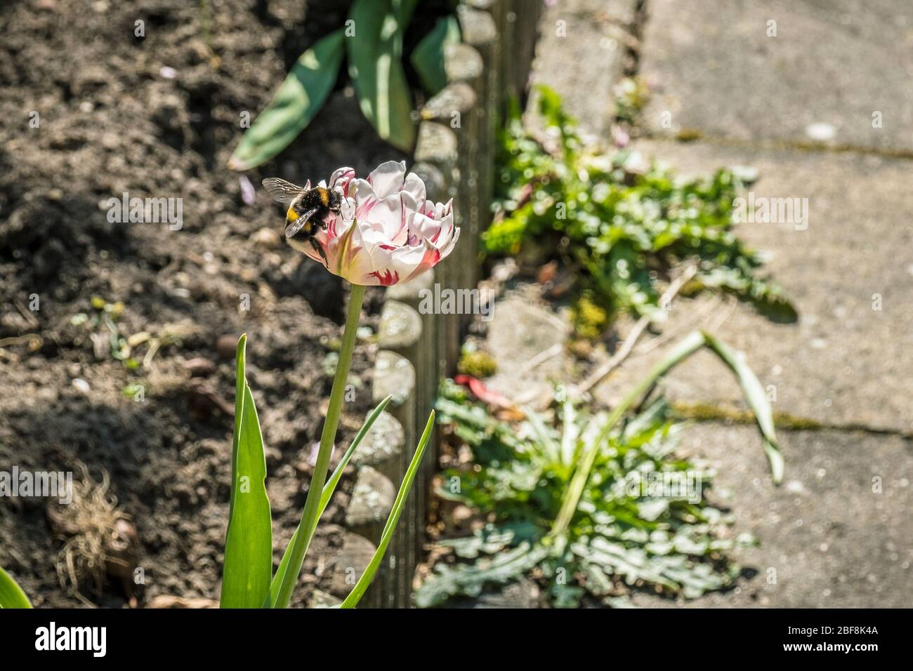 Bumblebee se trouve sur une fleur de tulipe Banque D'Images