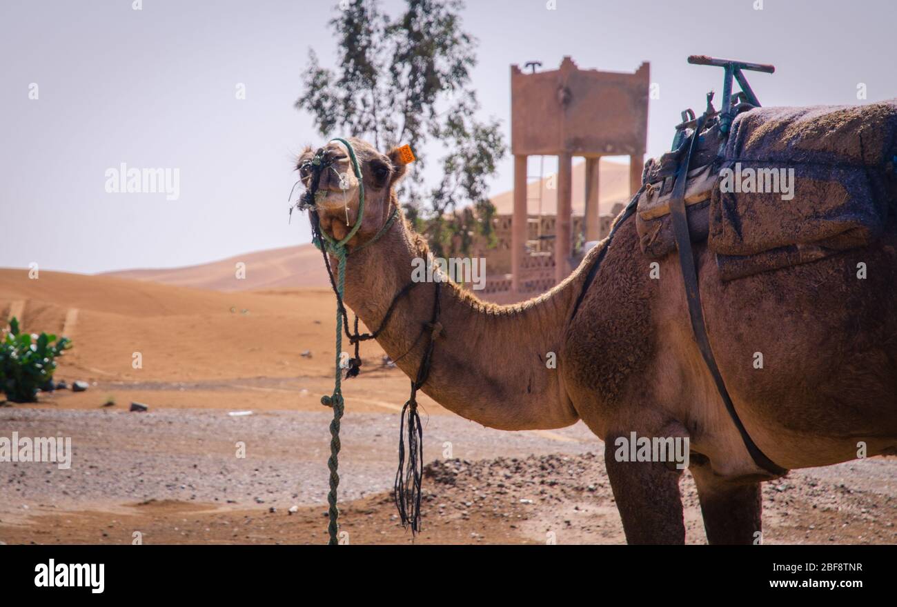 Tuareg avec chameaux sur la partie occidentale du désert du Sahara au Maroc. Le désert du Sahara est le plus grand désert chaud du monde. Banque D'Images